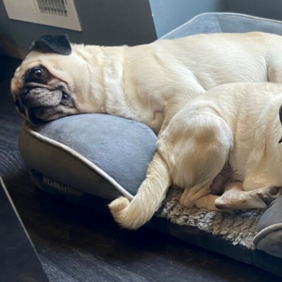 Meet your Posher, Rachel - Picture 2 of 5